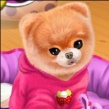 Игра Уход за Собакой Породы Бу Игра Уход за Собакой Породы Бу